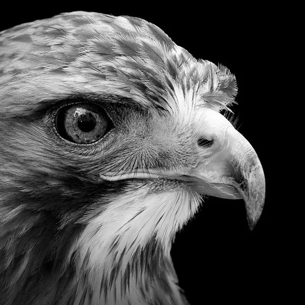 Retratos intimos en blanco y negro de animales en cautiverio por ... Retratos intimos en blanco y negro de animales en cautiverio por ...