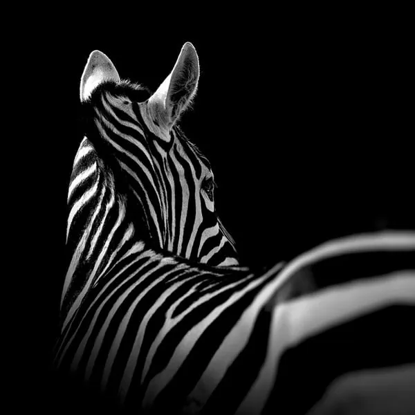 Retratos intimos en blanco y negro de animales en cautiverio por ... Retratos intimos en blanco y negro de animales en cautiverio por ...