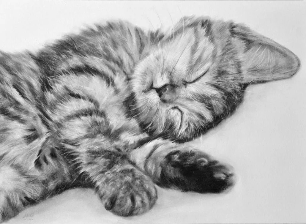Retratos mascotas. Retratos de gatos. Galería del retrato Retratos mascotas. Retratos de gatos. Galería del retrato