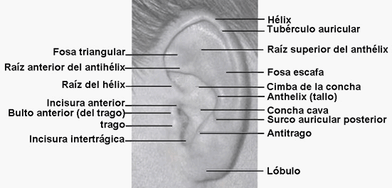 Revelado de huellas lofoscópicas en papel (página 3) - Monografias.com