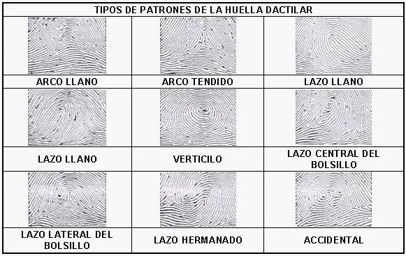 Revelado de huellas lofoscópicas en papel (página 4) - Monografias.com