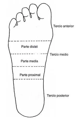 Revista chilena de anatomía - ARCO PLANTAR SUPERFICIAL EN EL ...