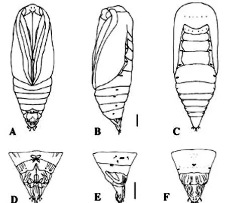 Dibujo pupa - Imagui