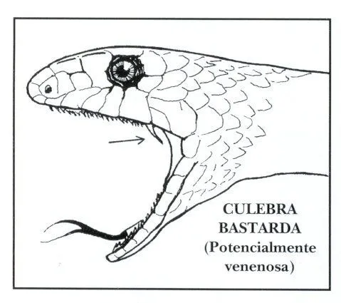 Revista 1 - Fauna y flora de los campos de Trébago. Las serpientes ... Revista 1 - Fauna y flora de los campos de Trébago. Las serpientes ...