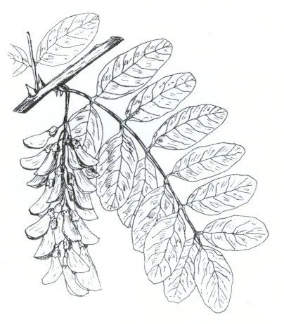 Revista 4 - Fauna y flora de los campos de Trébago. Los árboles y ...