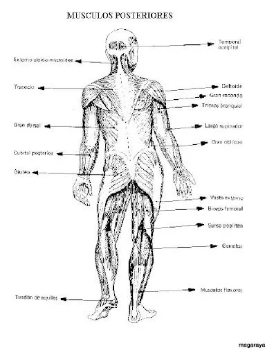 Revista Infantil: LAMINAS DEL CUERPO HUMANO