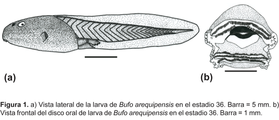 Revista Peruana de Biología - Descripción de dos renacuajos y una ...