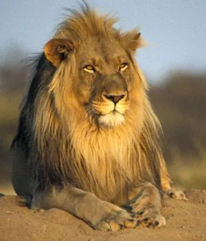 El rey leon ~ Imagenes animadas