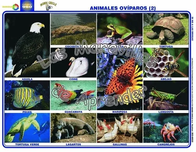 REYNO ANIMAL: OVIPAROS