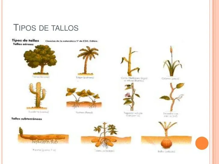 rganos-de-las-plantas-5-728. ...
