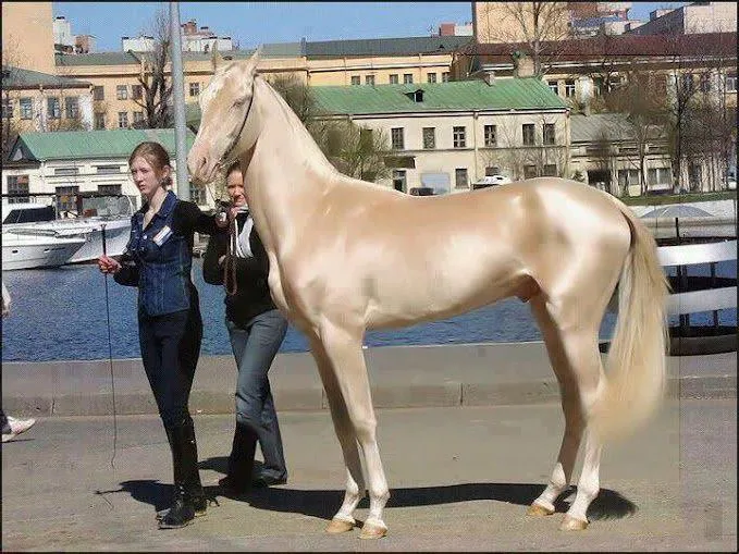 RICOS Y FAMOSOS MUJERES MAS BELLAS DEL MUNDO: El caballo mas ... RICOS Y FAMOSOS MUJERES MAS BELLAS DEL MUNDO: El caballo mas ...