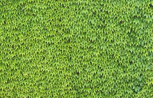 Enredaderas y cubresuelos - Guia de Jardineria - Jardines y ...