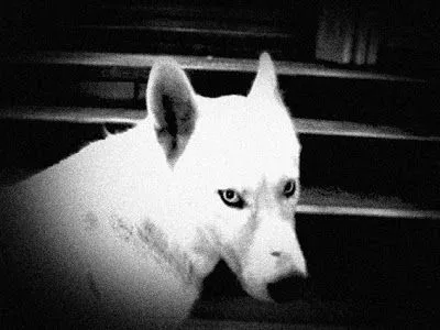 RIKIMONSTER UNA SUCIEDAD ANONIMA: LOBO BLANCO RIKIMONSTER UNA SUCIEDAD ANONIMA: LOBO BLANCO