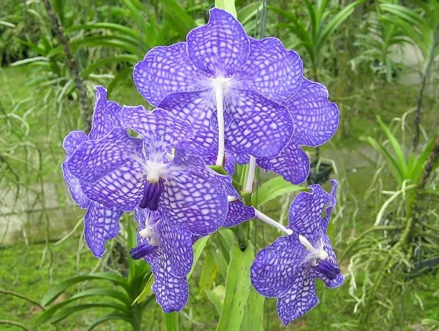 EL RINCON DE MIS AFICIONES: ¡¡EL BELLO LENGUAJE DE LAS FLORES!! EL RINCON DE MIS AFICIONES: ¡¡EL BELLO LENGUAJE DE LAS FLORES!!