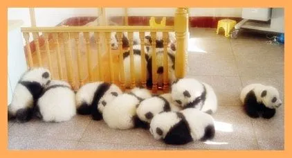 EL RINCON DE MIS AFICIONES: ¡¡ GUARDERÍA DE OSOS PANDA EN CHINA ... EL RINCON DE MIS AFICIONES: ¡¡ GUARDERÍA DE OSOS PANDA EN CHINA ...