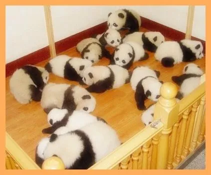 EL RINCON DE MIS AFICIONES: ¡¡ GUARDERÍA DE OSOS PANDA EN CHINA ...