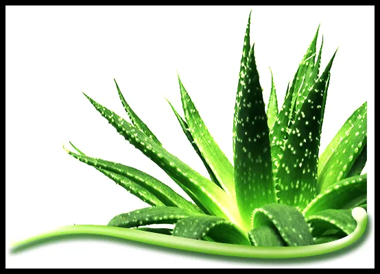 EL RINCON DE MIS AFICIONES: ¡PROPIEDADES DE LA PLANTA "ALOE-VERA"!