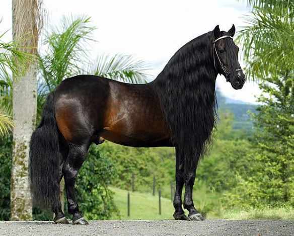 Caballos de paso fino colombiano - Imagui