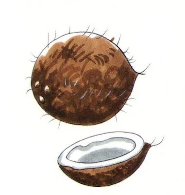 El rincon de la infancia: ♥ Dibujos de verduras a color