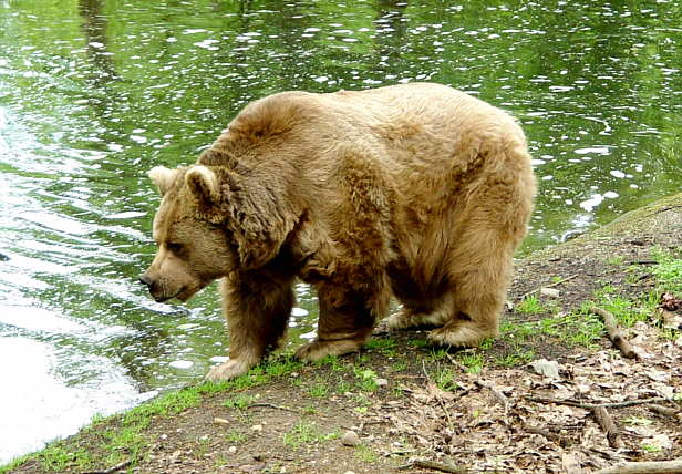 RINCÓN DE INFANTIL: EL OSO PARDO RINCÓN DE INFANTIL: EL OSO PARDO