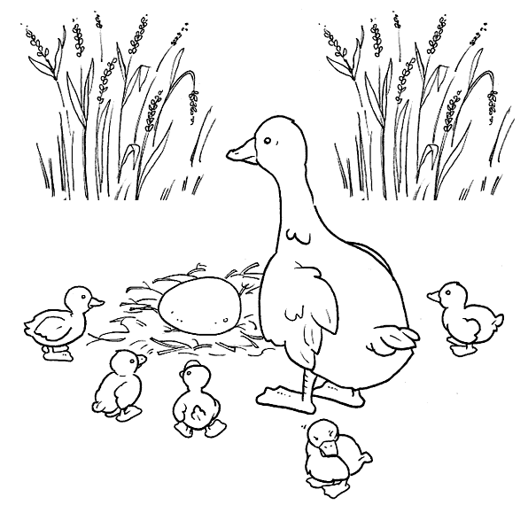 Cuento del patito feo para pintar - Imagui