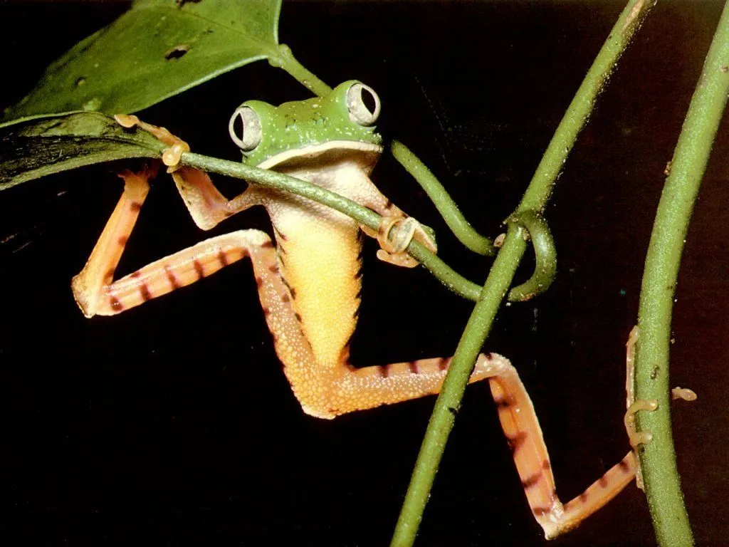 El rincon de Lilly: FOTOS CURIOSAS DE RANAS!!! El rincon de Lilly: FOTOS CURIOSAS DE RANAS!!!