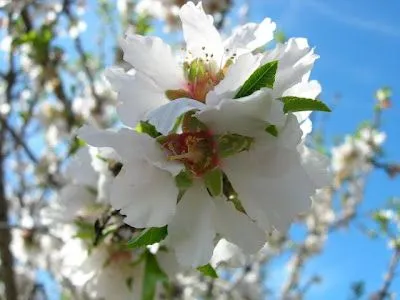 Mi rincón de ocio: Flores del mundo 2