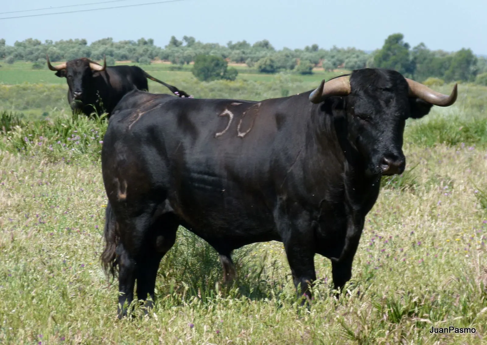 EL Rincón de Ordóñez: TOROS DE CUADRI PARA SAN ISIDRO EL Rincón de Ordóñez: TOROS DE CUADRI PARA SAN ISIDRO