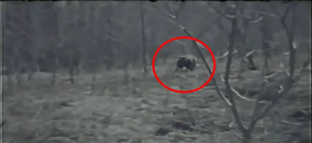 El Rincon Paranormal: El unico Hombre Lobo Real Capturado (En Video) El Rincon Paranormal: El unico Hombre Lobo Real Capturado (En Video)
