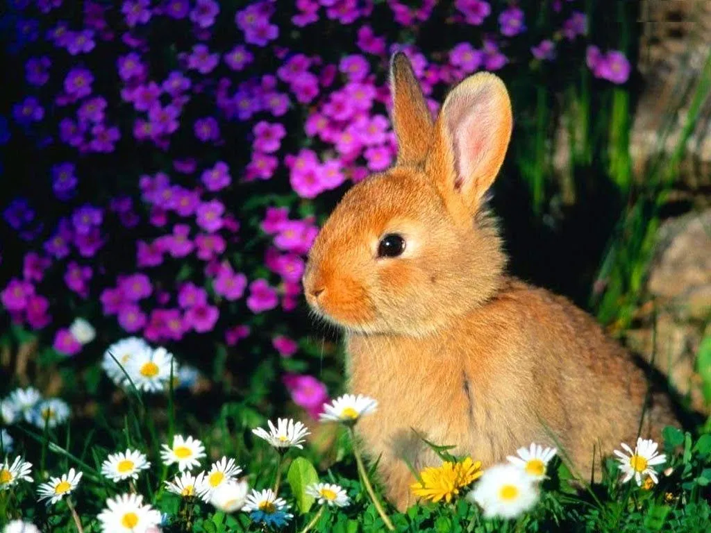 Rincon de los Peluches: Wallpapers de Conejos Bebé Rincon de los Peluches: Wallpapers de Conejos Bebé