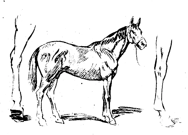 El Rincón de Plástica de 1º: El dibujo del entorno natural: los ...