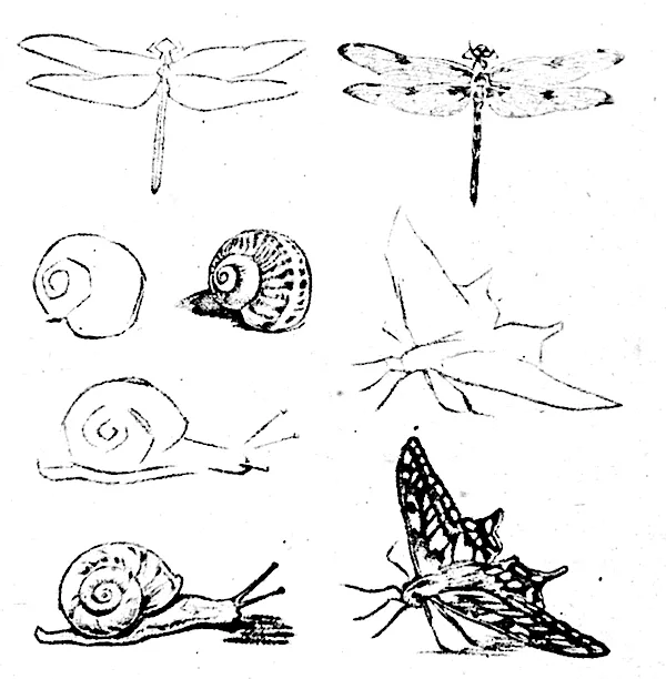 El Rincón de Plástica de 1º: El dibujo del entorno natural: los ...