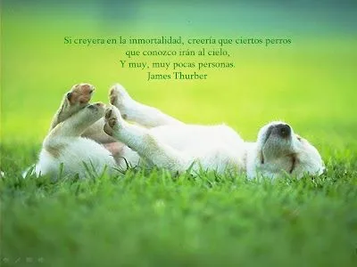 El rincon de la Ratoncilla: Frases sobre perritos El rincon de la Ratoncilla: Frases sobre perritos