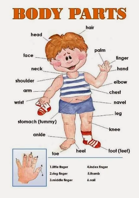 Partes del cuerpo humano imagen con su nombre en inglés - Imagui