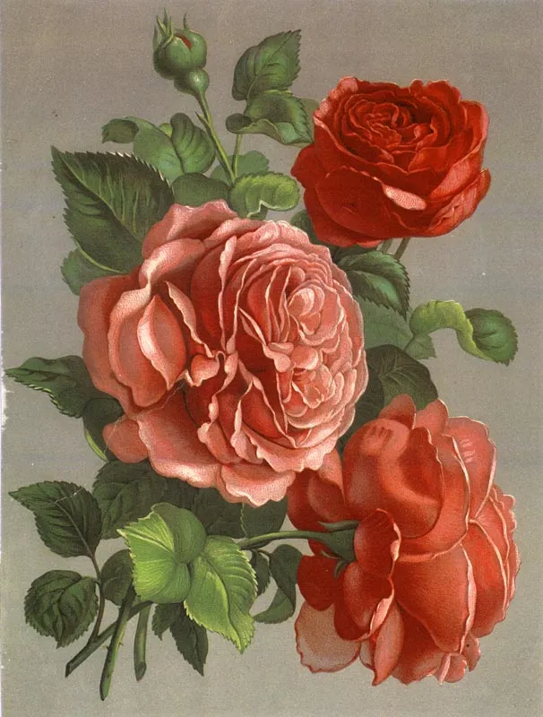 El Rincón Vintage: Láminas de *Flores Vintage