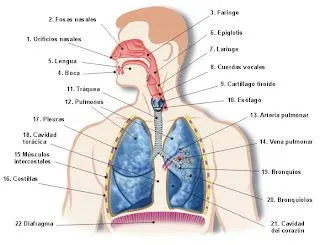 Sistema respiratorio y sus partes para pintar - Imagui Sistema respiratorio y sus partes para pintar - Imagui