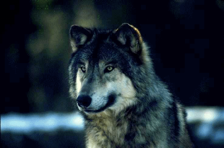 El rinconcito del pequeño naturalista: GIFS, JPEG Y NOVEDADES El rinconcito del pequeño naturalista: GIFS, JPEG Y NOVEDADES