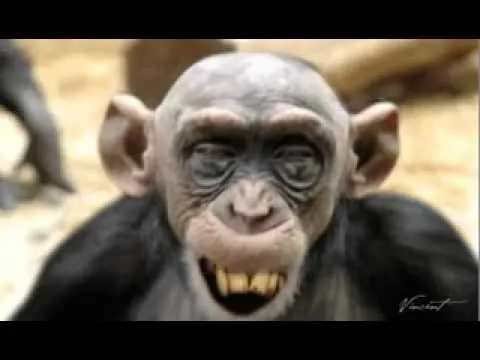 La risa del chango - YouTube