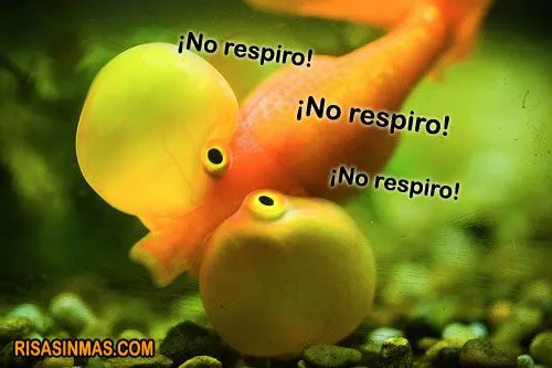 Risa sin Más. Imágenes divertidas, Vídeos de Risa, Gifs animados Risa sin Más. Imágenes divertidas, Vídeos de Risa, Gifs animados