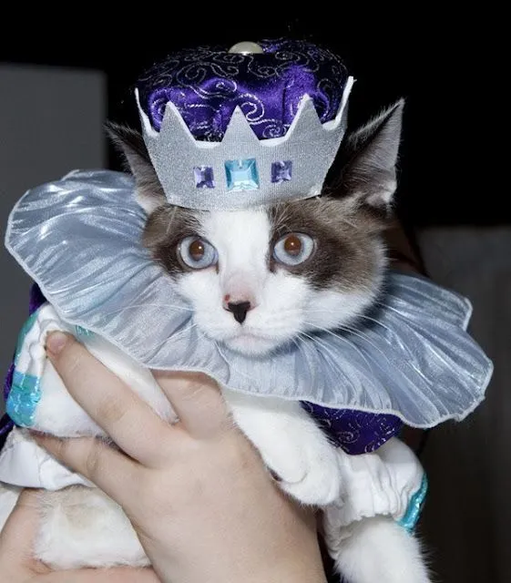 Ropas para gatos - Imagui