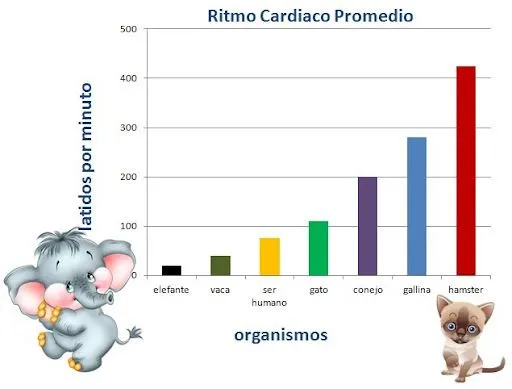 Ritmo cardiaco promedio | Experimentos Caseros - Experimentos de ...