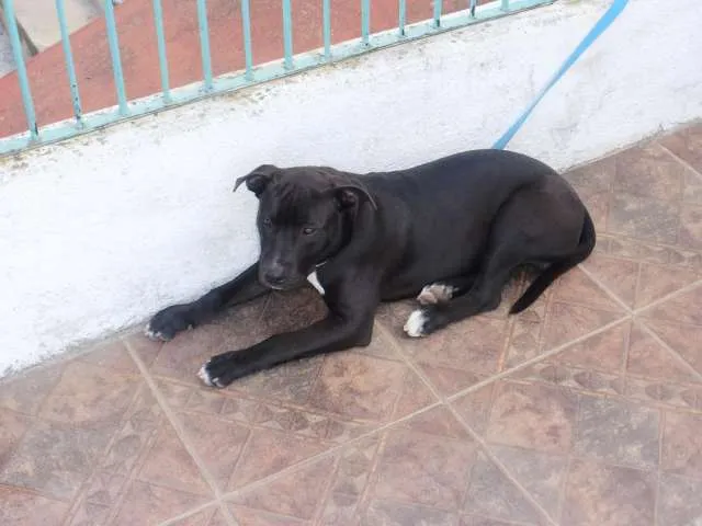 Robaron mi pitbull de 5 meses negro pecho blanco cola larga ...