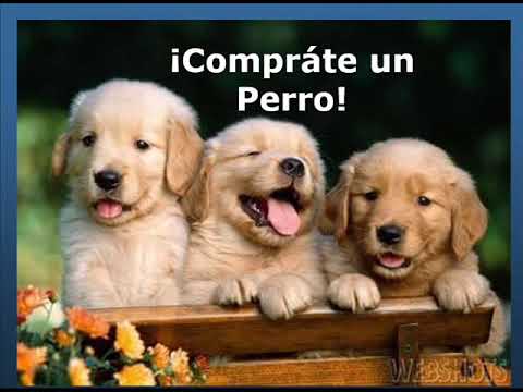 ROBERTO CARLOS tu eres mi amigo del alma Dj kikito.wmv - YouTube