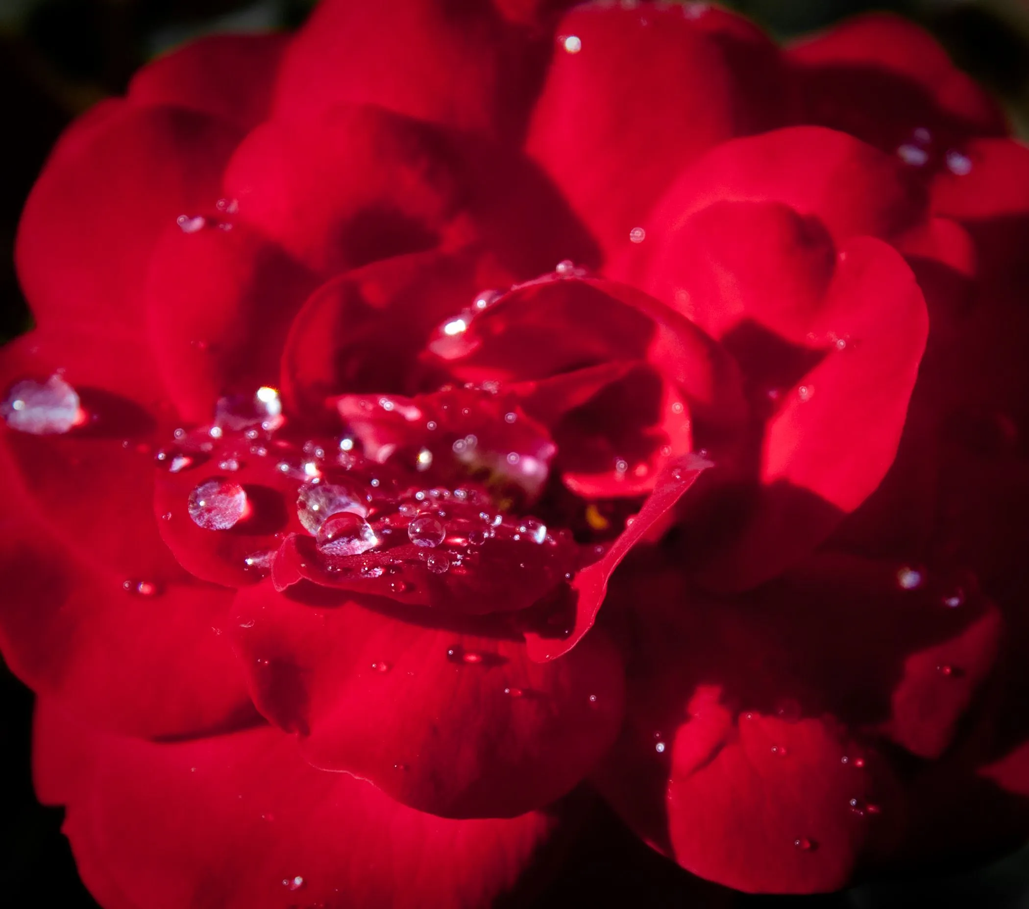 Rocío y Rosas Rojas // Dewdrops on red | Flickr - Photo Sharing! Rocío y Rosas Rojas // Dewdrops on red | Flickr - Photo Sharing!