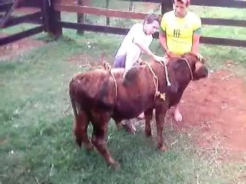 Rodeio em touros pbr 2012 - Cassio vs Choquito.avi - YouTube