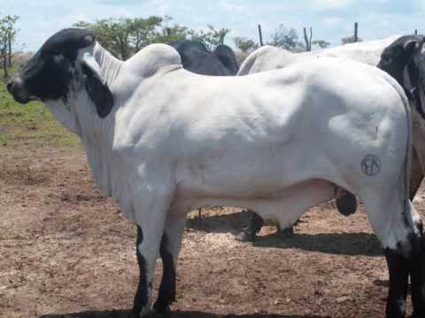 El Rodeo de San Pablo - Ganado Cebu Sardo Negro - YouTube El Rodeo de San Pablo - Ganado Cebu Sardo Negro - YouTube
