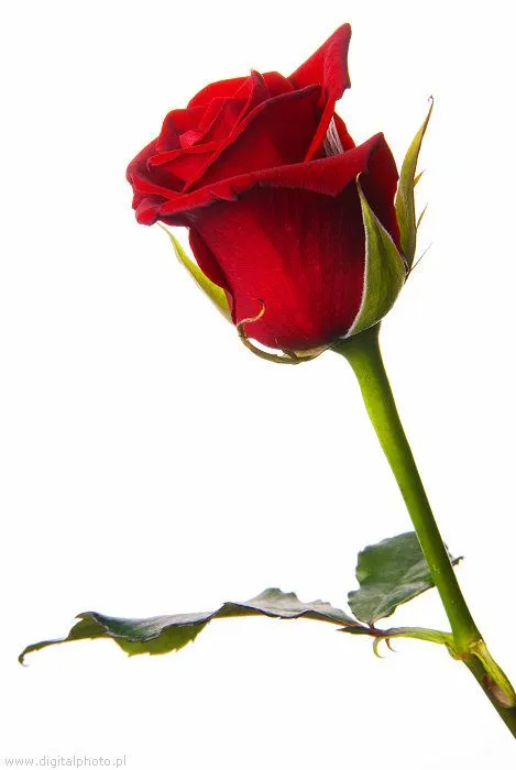rojas, hermosas rosas