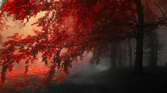 Rojo hojas de otoño bosque árboles HD wallpaper #14 - Fondo de ...