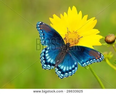 Rojo moteado púrpura Almirante mariposa en una flor de coreopsis ...