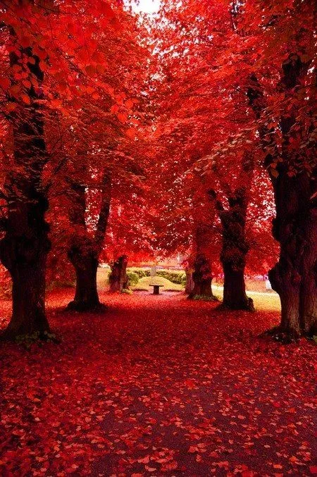 El rojo en la naturaleza en todo su esplendor - El Runrun El rojo en la naturaleza en todo su esplendor - El Runrun